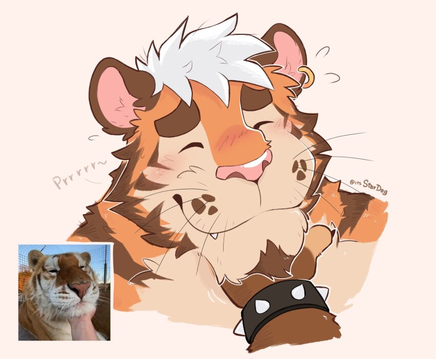 2boys, animal_ears, bara, blush, bracelet, cropped_shoulders, earrings, facial_hair, fang, fang_out, flying_sweatdrops, furry, furry_male, furry_with_furry, goatee, happy, highres, jewelry, male_focus, multiple_boys, orange_fur, original, pov_adoring, reference_inset, solo_focus, spiked_bracelet, spikes, stardog, thick_eyebrows, tiger_boy, tiger_ears, whiskers, white_fur, yaoi