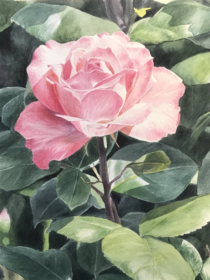 day, eyvzi172xqdkvs7, flower, flower_focus, highres, leaf, no_humans, original