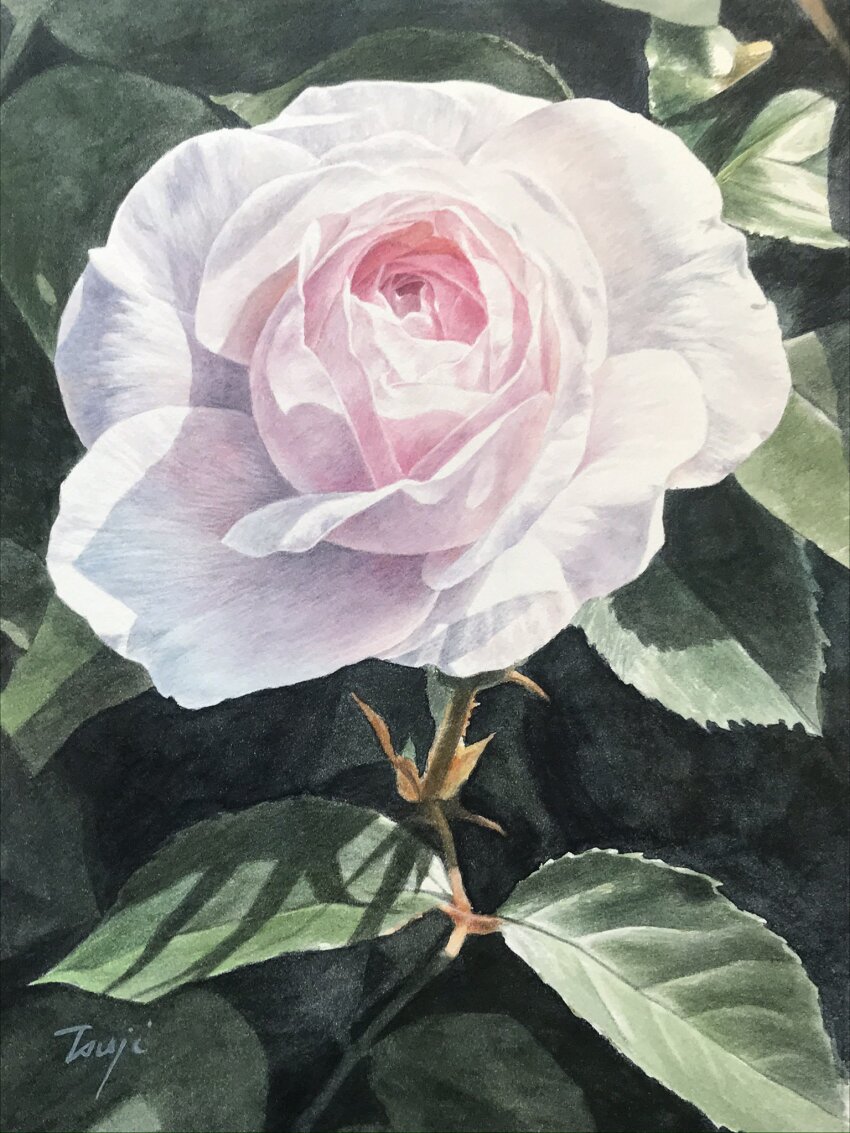 day, eyvzi172xqdkvs7, flower, flower_focus, highres, leaf, no_humans, original