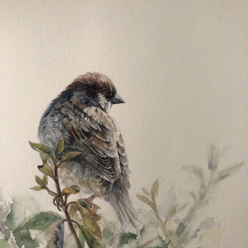 animal, bird, branch, brown_background, eurasian_tree_sparrow, highres, leaf, mouen_tw, no_humans, original, painting_(medium), plant, realistic, sparrow, traditional_media, watercolor_(medium)