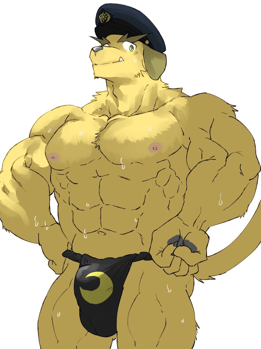 1boy, abs, animal_ears, bara, black_fundoshi, bulge, cowboy_shot, dog_boy, dog_ears, dog_tail, forked_eyebrows, fugur6_fugur9, fundoshi, hat, highres, huge_eyebrows, japanese_clothes, large_pectorals, male_focus, muscular, muscular_male, navel, nipples, nobumichi_(housamo), peaked_cap, pectorals, police_hat, print_fundoshi, sanpaku, short_hair, simple_background, solo, standing, sweat, tail, thick_eyebrows, tokyo_houkago_summoners, topless_male, tusks, very_sweaty, yellow_eyes