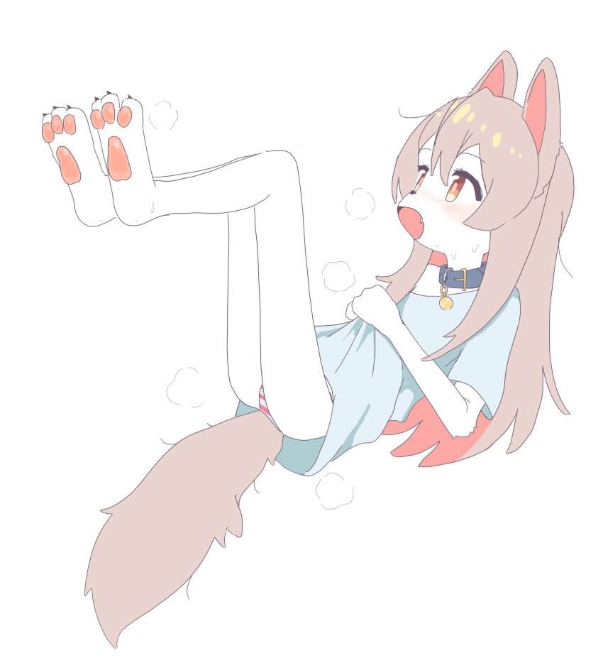 1girl, absurdres, animal_collar, animal_ears, blue_shirt, blush, body_fur, brown_hair, clothes_grab, collar, commentary_request, fang, feet_up, flat_chest, from_side, full_body, furrification, furry, furry_female, highres, long_hair, looking_ahead, no_pants, onii-chan_wa_oshimai!, open_mouth, orange_eyes, oyama_mahiro, panties, pawpads, pink_panties, shirt, grabbing_another's_shirt, short_sleeves, simple_background, solo, steaming_body, striped_clothes, striped_panties, sweat, tail, underwear, vreparty, white_background, white_fur, wolf_ears, wolf_girl, wolf_tail