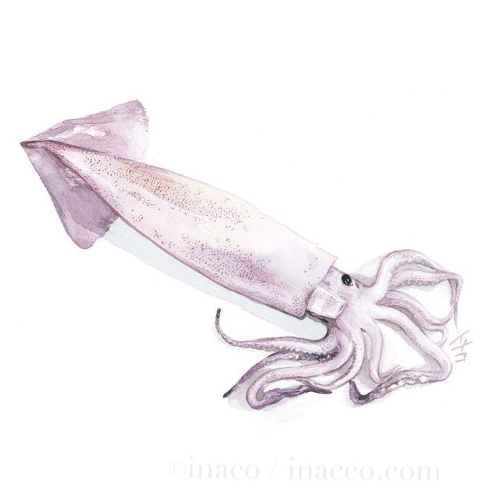 artist_name, commentary_request, food, food_focus, inaco, no_humans, original, painting_(medium), signature, simple_background, squid, still_life, tentacles, traditional_media, watercolor_(medium), white_background