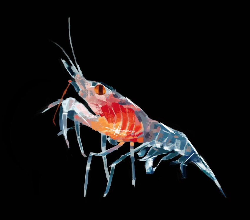 animal, animal_focus, black_background, commentary, english_commentary, fish, full_body, no_humans