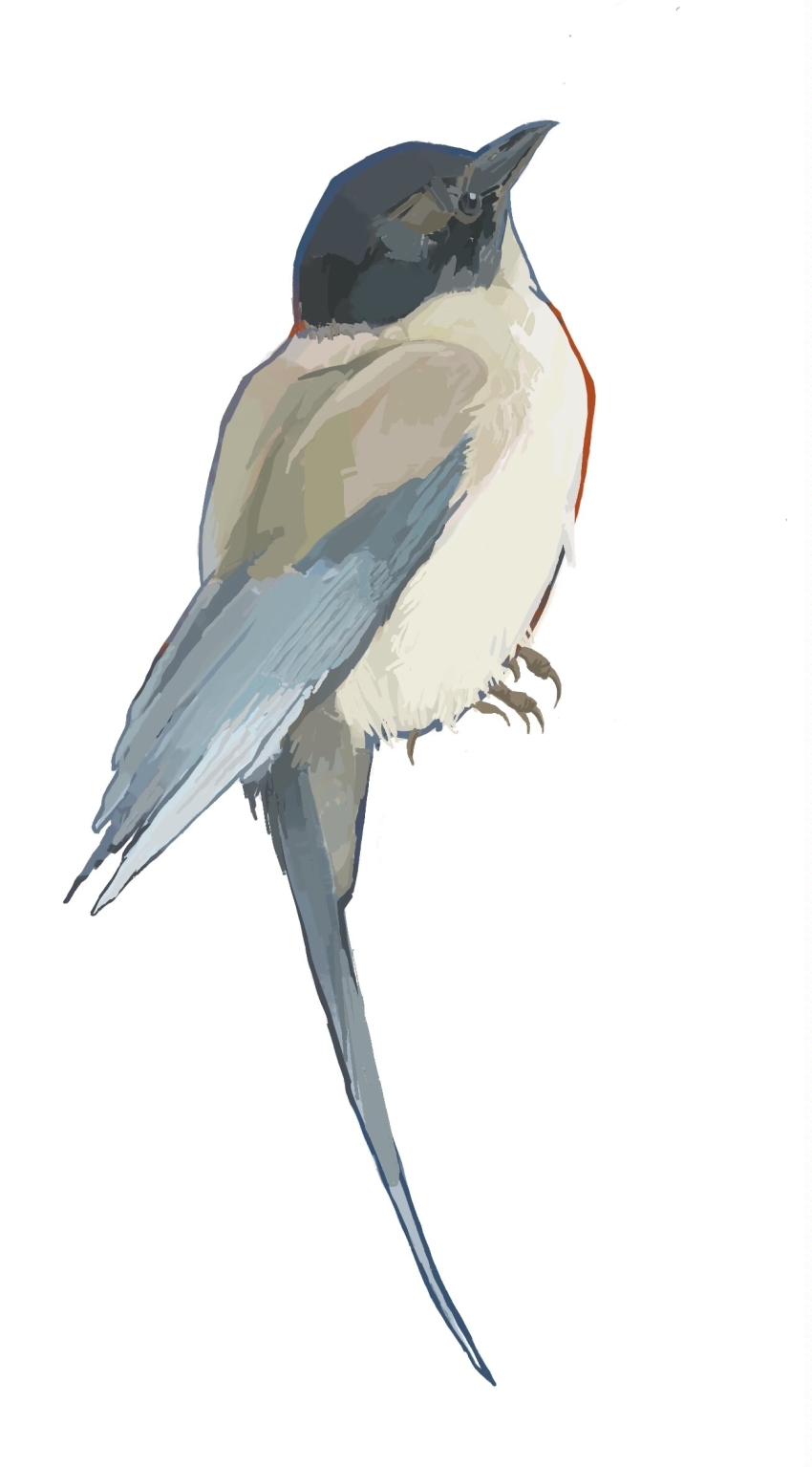 animal, animal_focus, azure-winged_magpie, beak, bird, chinese_commentary, commentary_request, full_body, highres, liang_shi_er, magpie, no_humans, original, realistic, simple_background, tail, white_background, wings