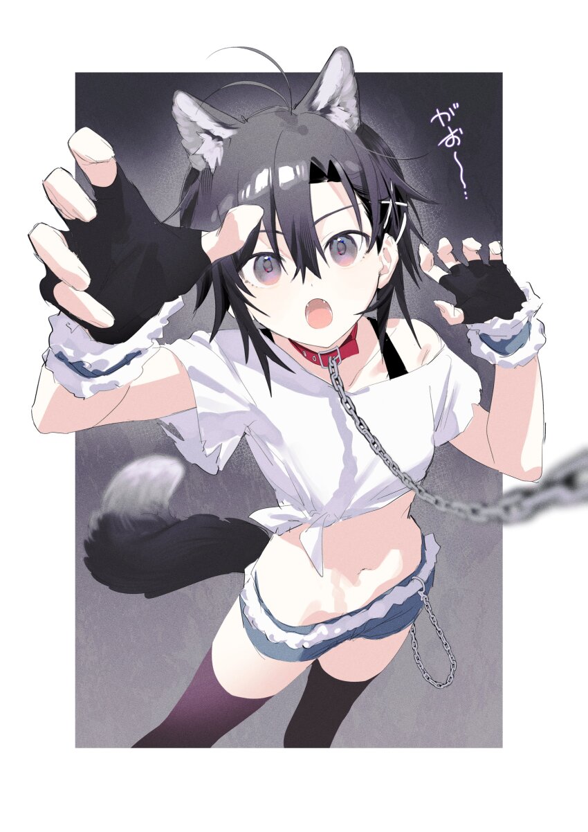 1girl, :o, absurdres, animal_collar, animal_ear_fluff, animal_ears, antenna_hair, black_bra, black_eyes, black_gloves, black_thighhighs, blue_shorts, blue_wrist_cuffs, border, bra, bra_strap, breasts, brown_eyes, chain, chain_leash, collar, commentary, crop_top, cropped_shirt, denim, denim_shorts, fangs, feet_out_of_frame, fingerless_gloves, foreshortening, fur-trimmed_shorts, fur-trimmed_wrist_cuffs, fur_trim, gloves, gradient_background, gradient_eyes, grey_background, hair_between_eyes, hair_ornament, halloween, halloween_costume, highres, howling, idolmaster, idolmaster_(classic), idolmaster_million_live!, kikuchi_makoto, leash, looking_at_viewer, lowleg, lowleg_shorts, midriff, multicolored_eyes, navel, off_shoulder, open_mouth, outside_border, perspective, petite, reaching, reaching_towards_viewer, red_collar, shirt, short_hair, short_shorts, short_sleeves, shorts, side-tie_shirt, small_breasts, solo, tail, thighhighs, tomboy, torn_clothes, torn_shirt, translated, underwear, vickyycy99, viewer_holding_leash, wallet_chain, werewolf, white_border, wolf_ears, wolf_girl, wolf_tail, wrist_cuffs, x_hair_ornament