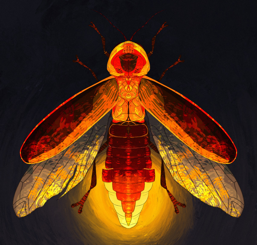 analogous_colors, antennae, beetle, bioluminescence, black_background, bug, close-up, colored_skin, commentary, english_commentary, firefly, foxbirdy, full_body, glowing, glowing_animal, highres, insect, insect_wings, no_humans, orange_skin, orange_theme, original, realistic, simple_background, symmetry, transparent_wings, wings, yellow_light