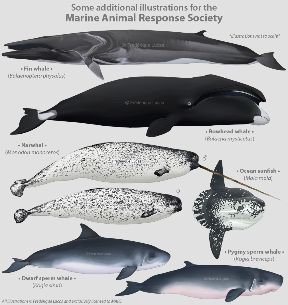 animal, animal_focus, artist_name, bowhead_whale, closed_mouth, commentary, copyright_notice, dwarf_sperm_whale