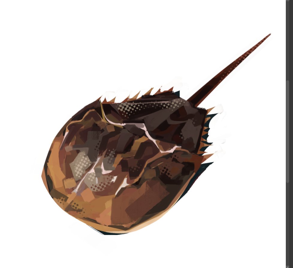animal, animal_focus, commentary, english_commentary, horseshoe_crab, no_humans, original, prehistoric_animal, simple_background, spouons, white_background