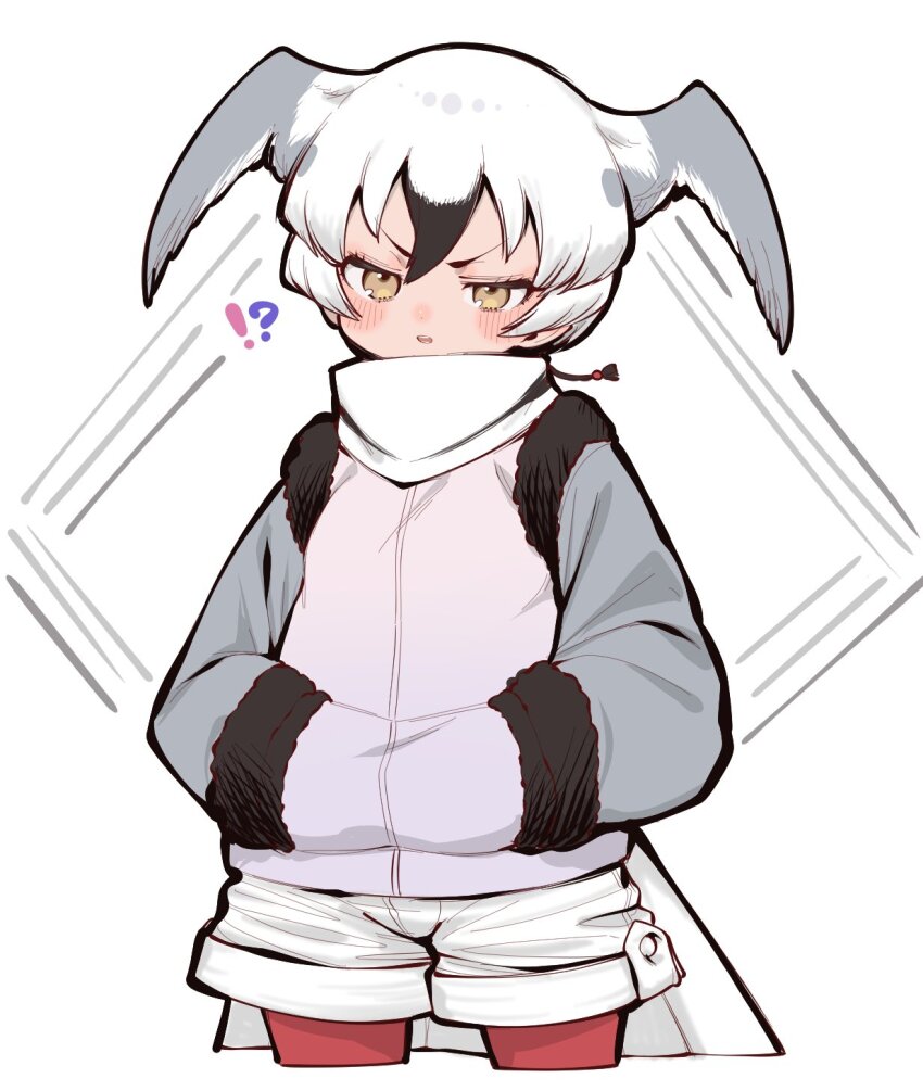 !?, bird_girl, bird_tail, bird_wings, black_fur, black_hair, blush, cowboy_shot, fur_trim, grey_hair, grey_jacket, hands_in_pockets, head_wings, high_collar, highres, jacket, kemono_friends, kemono_friends_3, long_sleeves, looking_at_viewer, multicolored_hair, notora, pantyhose, red_pantyhose, ross's_gull_(kemono_friends), shorts, tail, white_hair, white_shorts, wings, yellow_eyes