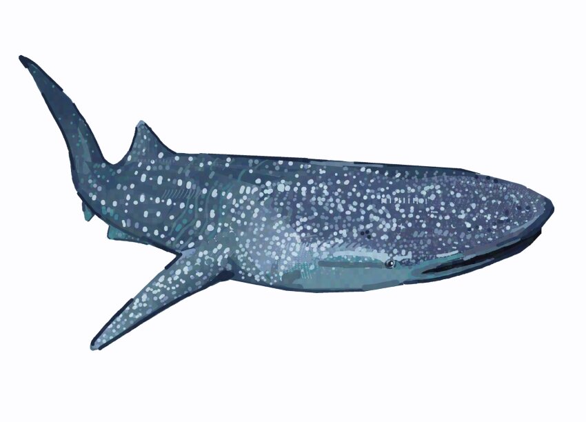 blue_theme, commission, fish, from_side, highres, junbuug, looking_at_viewer, no_humans