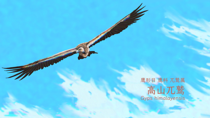 animal, animal_focus, bird, blue_sky, chinese_commentary, cloud, commentary_request, day, english_text, fangpeii, flying, highres, himalayan_vulture, mixed-language_text, nature, no_humans, original, outdoors, sky, species_name, translation_request, vulture