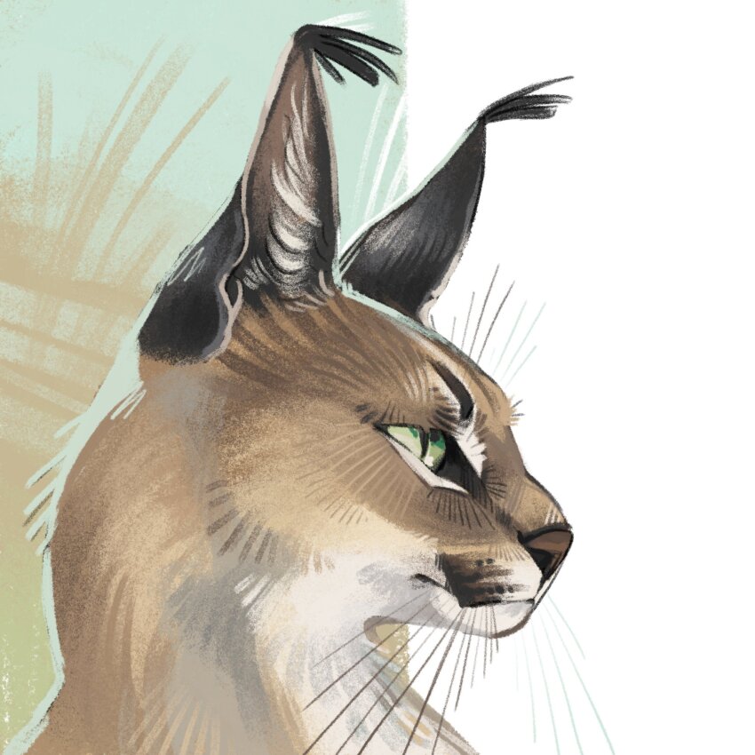 animal, animal_focus, brown_fur, caracal, commentary, ear_tufts, english_commentary, finchwing