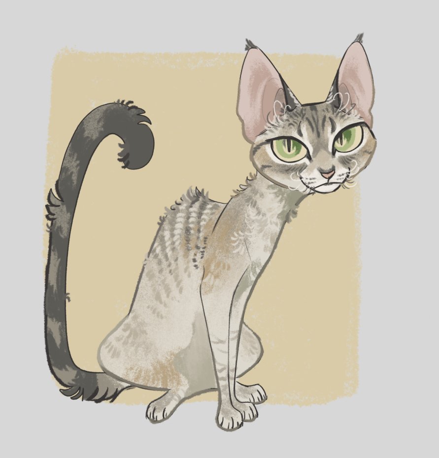 animal, animal_focus, border, cat, commentary, devon_rex, english_commentary, finchwing