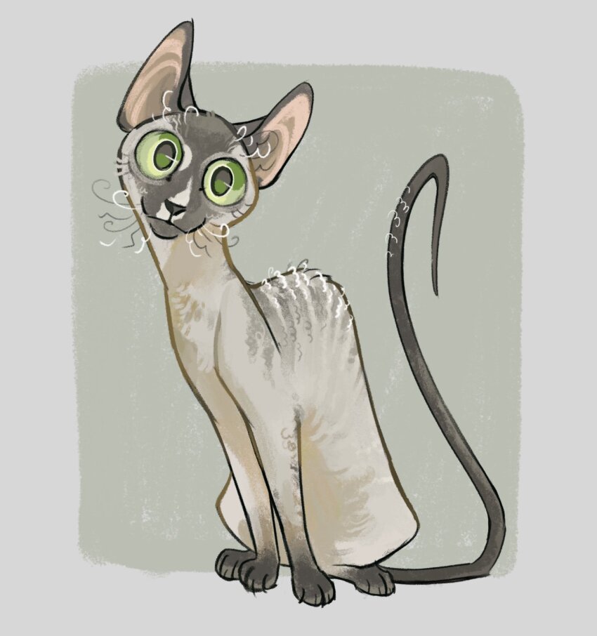 animal, animal_focus, border, cat, commentary, cornish_rex, english_commentary, finchwing