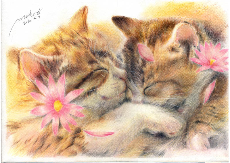 10s, 2010, animal, animal_focus, bad_id, bad_pixiv_id, cat, colored_pencil_(medium), cuddling, closed_eyes, flower, kaminaga_mutsumi, no_humans, original, pencil, petals, realistic, signature, sleeping, traditional_media