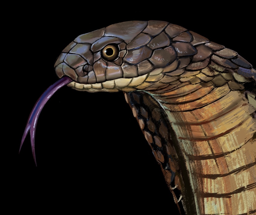 animal_focus, atergraham, black_background, cobra_(animal), forked_tongue, highres, original, portrait