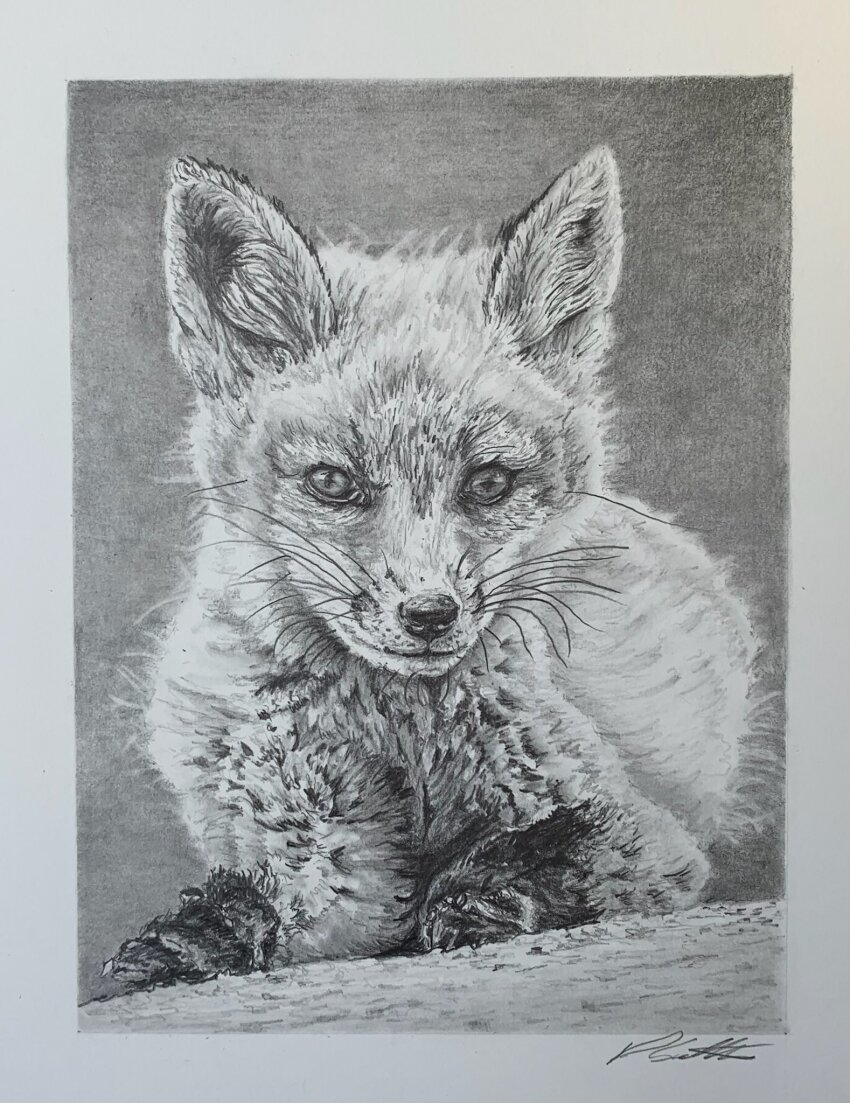 animal, animal_focus, commentary, david_salter, english_commentary, fox, graphite_(medium), greyscale