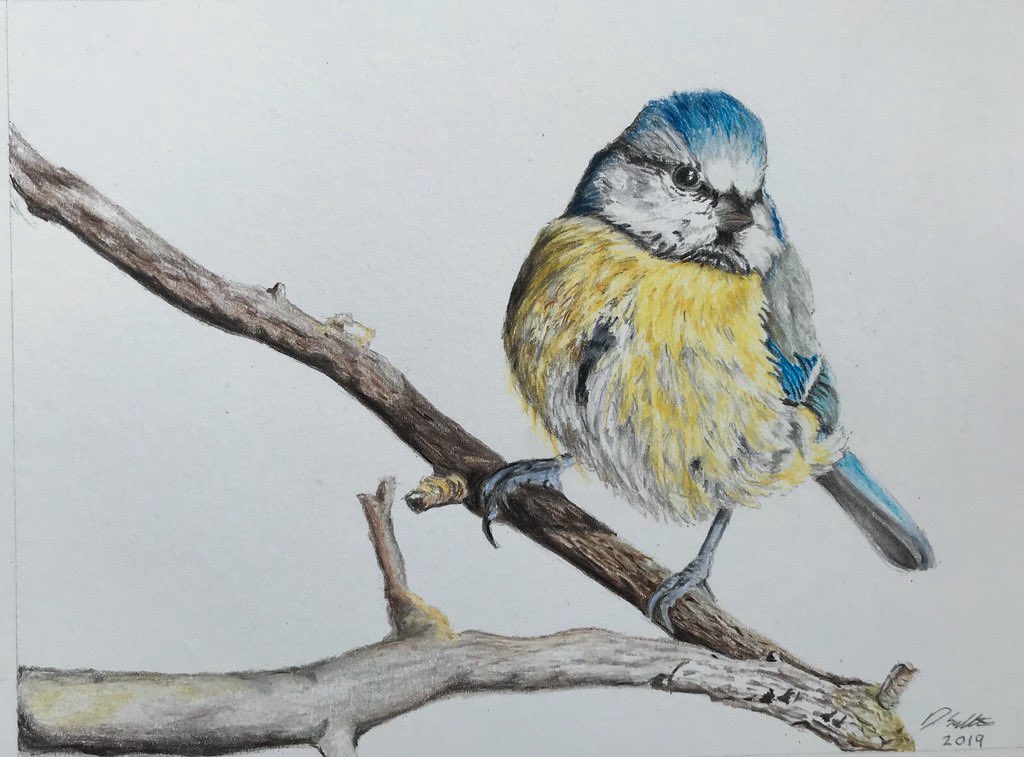 animal, animal_focus, bird, branch, colored_pencil_(medium), commentary, david_salter, english_commentary