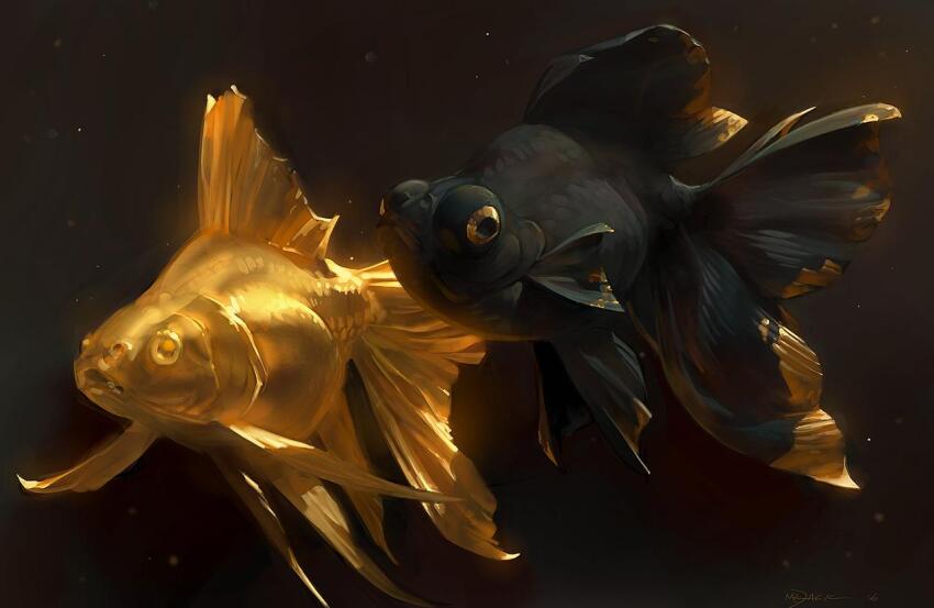 animal, animal_focus, black_goldfish, commentary, english_commentary, fish, full_body, goldfish