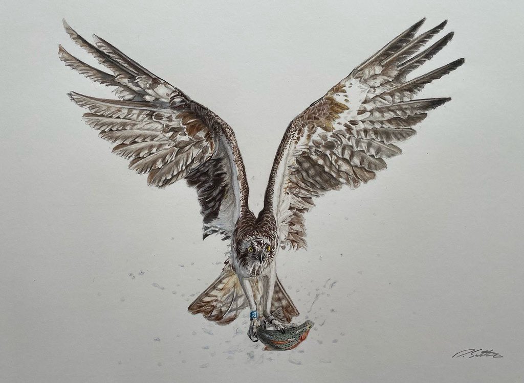 animal, animal_focus, colored_pencil_(medium), commentary, david_salter, english_commentary, fish, no_humans