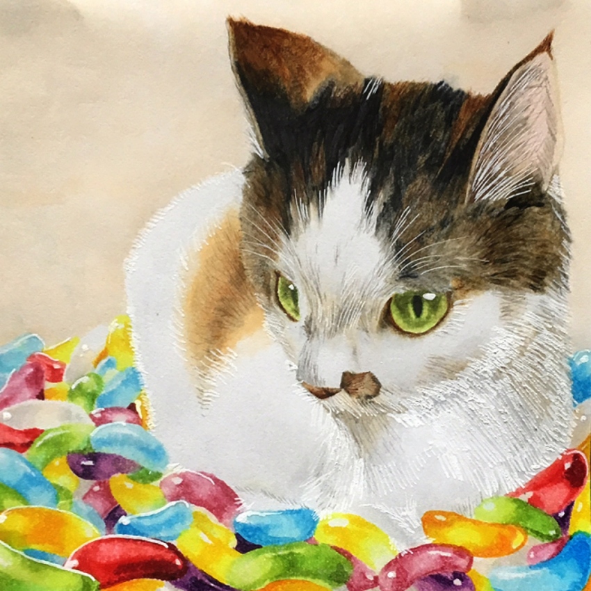 animal, animal_ear_fluff, animal_focus, brown_background, calico_(pattern), calico_cat, candy, cat