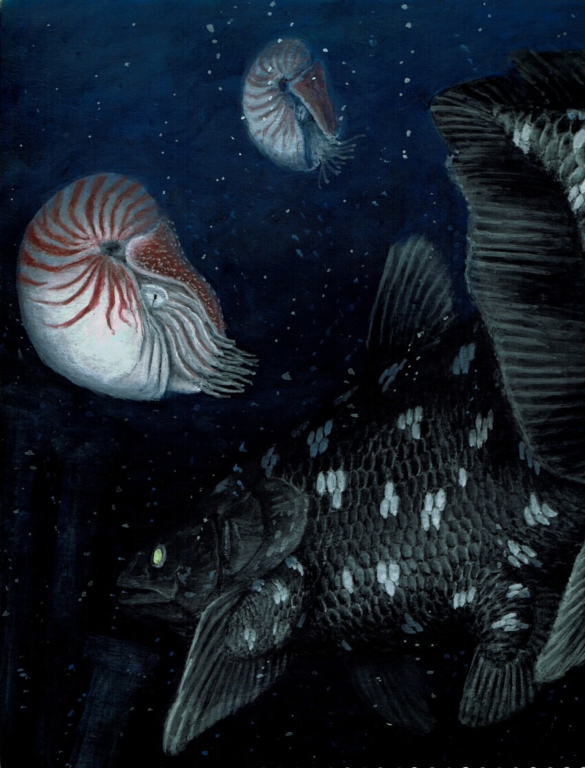 absurdres, animal, animal_focus, coelacanth, commentary_request, fish, highres, nautilus_(animal), no_humans, ocean, original, underwater, yan_chuan_(285ne10)