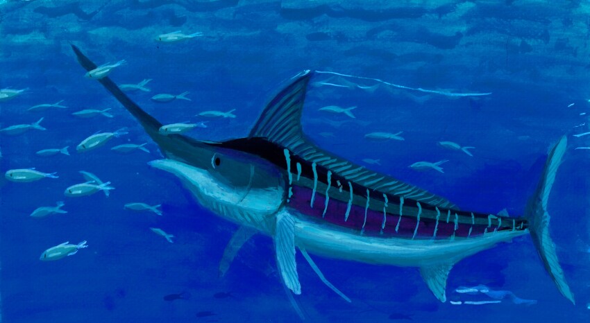 absurdres, animal, animal_focus, blue_theme, commentary_request, fish, highres, marlin_(fish)