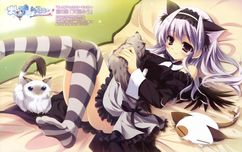 1girl, absurdres, amaha_miu, animal_ears, bed, blue_eyes, cat, cat_ears, dress, fake_animal_ears, feet, highres, izumi_tsubasu, legs, legs_up, lying, mashiroiro_symphony, no_shoes, on_back, on_bed, pan-nya, purple_eyes, purple_hair, smile, soles, striped, thighhighs, toes