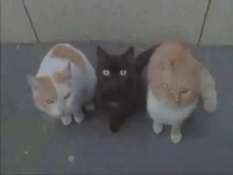 1boy, 3girls, acuo, animal_ears, animated, animated_gif, black_legwear, brown_legwear, cat, cat_ears, dress, from_above, lowres, multiple_girls, nagato_yuki, on_ground, outdoors, photo_(medium), purple_hair, short_hair, suzumiya_haruhi_no_yuuutsu, thighhighs, transformation, white_legwear, zettai_ryouiki