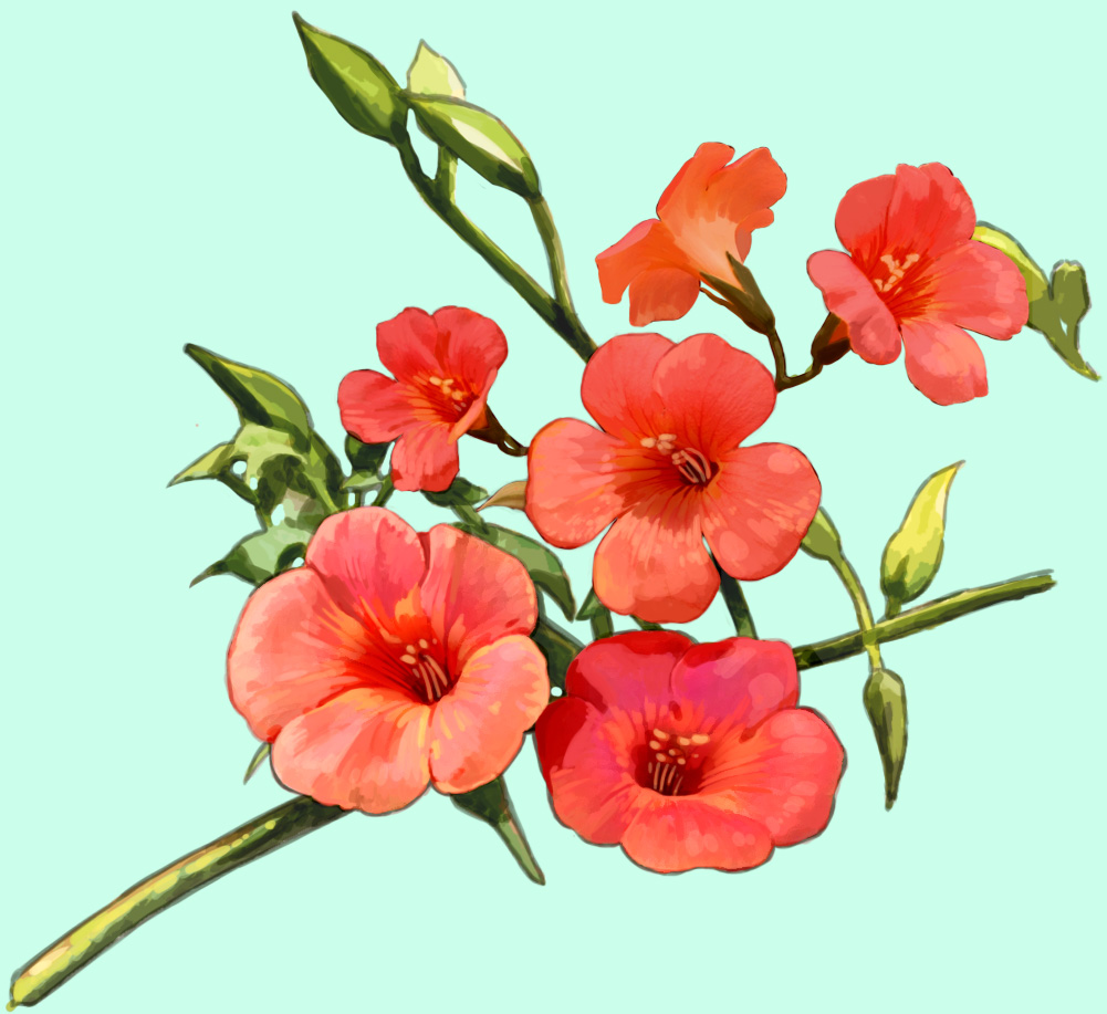 aiai_(hidetti), aqua_background, bad_id, bad_pixiv_id, commentary_request, flower, flower_focus, hibiscus