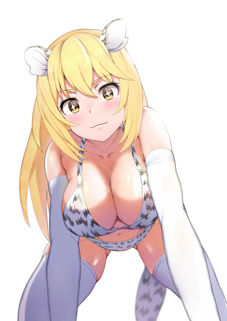 +_+, 1girl, animal_ears, animal_print, bad_id, bad_pixiv_id, bikini, blonde_hair, blush, breasts, cleavage, collarbone, commentary_request, elbow_gloves, fake_animal_ears, fake_tail, gloves, large_breasts, leaning_forward, long_hair, looking_at_viewer, shokuhou_misaki, sidelocks, sikijou77o, simple_background, solo, swimsuit, symbol-shaped_pupils, tail, thighhighs, toaru_kagaku_no_railgun, toaru_majutsu_no_index, white_background, white_gloves, white_thighhighs, yellow_eyes, zebra_ears, zebra_print, zebra_tail