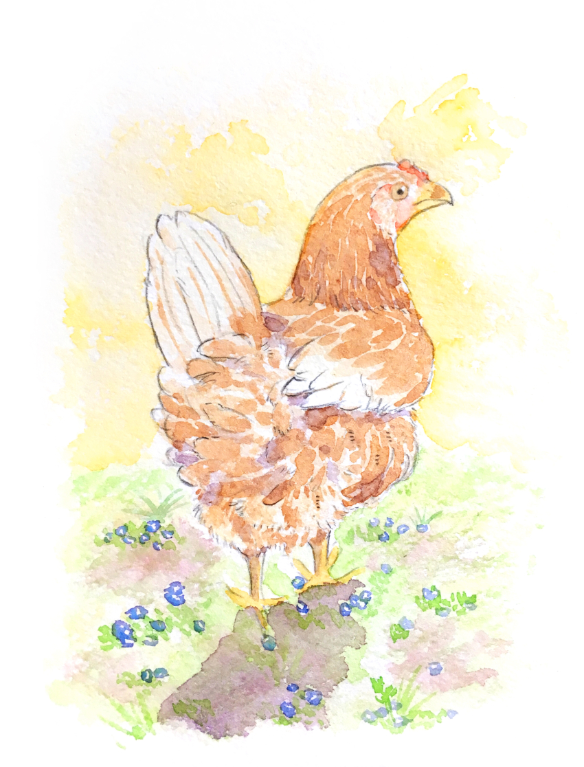 absurdres, animal_focus, bird, blue_flower, chako_(parusminor30), chicken, closed_mouth, commentary_request, day, flower, full_body, grass, highres, looking_to_the_side, no_humans, original, outdoors, painting_(medium), solo, standing, traditional_media, watercolor_(medium)