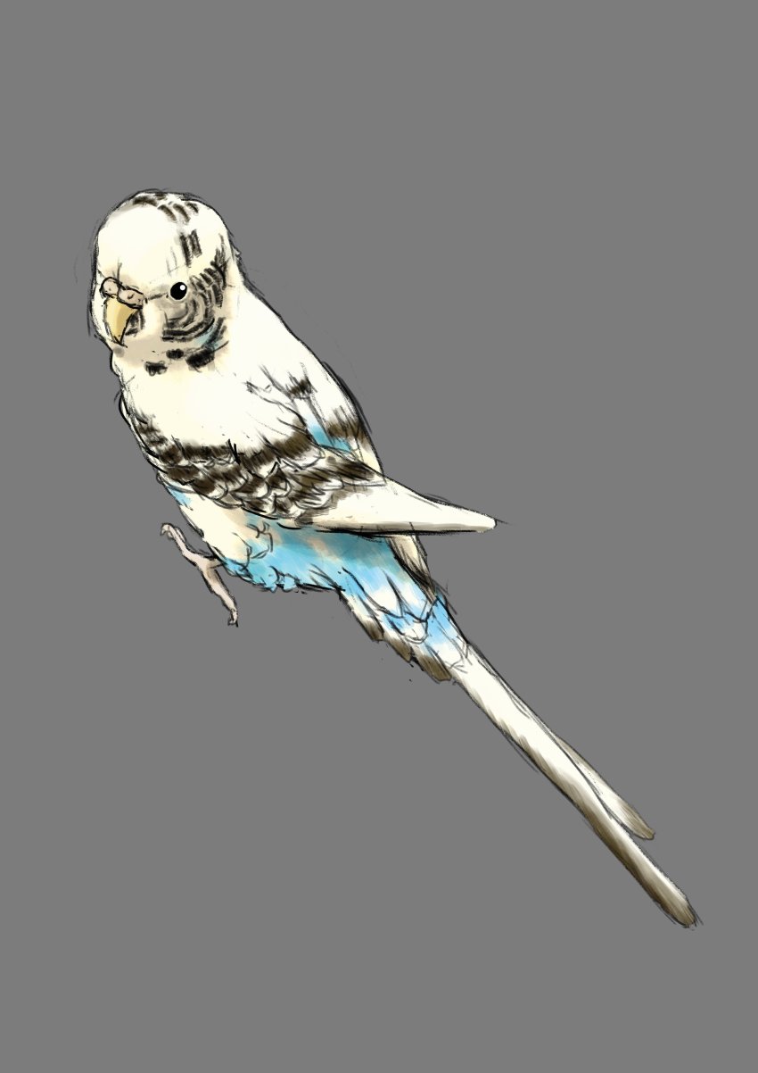 absurdres, bird, facing_to_the_side, grey_background, highres, looking_at_viewer, parakeet, shiromame, simple_background