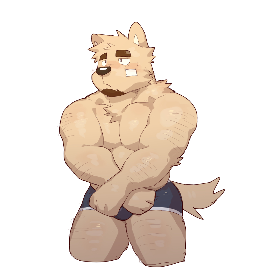 1boy, abs, absurdres, animal_ears, arm_hair, bandaid, bandaid_on_cheek, bandaid_on_face, bara, blue_male_underwear, blush, boxer_briefs, cropped_legs, dog_boy, dog_ears, facial_hair, furry, furry_male, goatee, highres, large_pectorals, leg_hair, looking_to_the_side, lveink, male_focus, male_underwear, muscular, muscular_male, nipples, original, pectoral_squeeze, pectorals, short_hair, shy, sideburns, solo, stomach, sweatdrop, thick_eyebrows, thick_thighs, thighs, topless_male, underwear, underwear_only