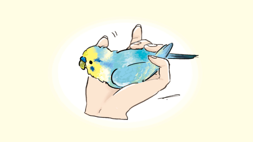 animal, animal_focus, bird, bird_on_hand, budgerigar_(bird), check_commentary, commentary_request, disembodied_hand