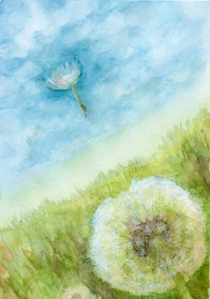 amima_amita, blue_sky, dandelion, dandelion_clock, dandelion_seed, flower, grass, highres