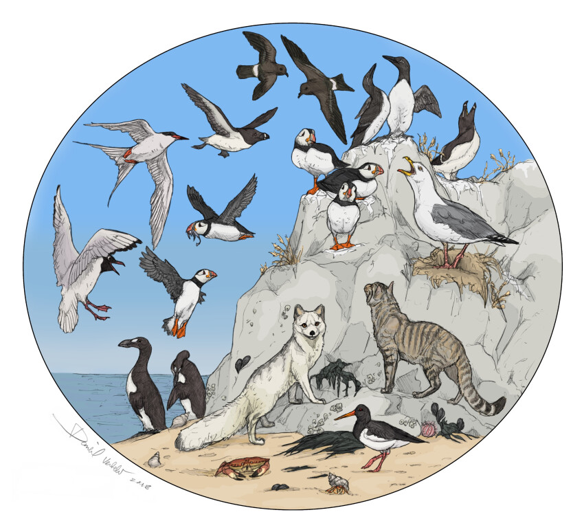 absurdres, animal, animal_focus, arctic_fox, atlantic_puffin, auk, barnacle, beach, bird, black-headed_gull, black_eyes, blue_mussel, blue_sky, brown_crab, cat, circle, closed_mouth, commentary, common_barnacle, common_guillemot, common_sea_urchin, common_whelk, crab, english_commentary, eurasian_oystercatcher, fish, fish_in_mouth, flying, fox, from_below, full_body, great_auk, gredinia, hermit_crab, herring_gull, highres, holding, holding_animal, holding_fish, looking_ahead, looking_at_another, looking_at_viewer, looking_up, lying, mussel, nest, no_humans, ocean, on_rock, open_mouth, original, outdoors, petrel, poop, preening, puffin, razorbill, red_eyes, roseate_tern, screaming, sea_urchin, seagull, shore, signature, sky, standing, storm_petrel, straight-on, tern, too_many, too_many_birds, water, white_background, wide_shot, yellow_eyes