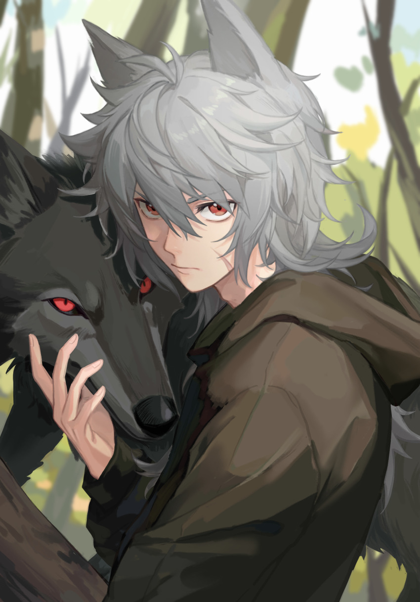 1boy, animal_ears, bishounen, deardraco, genshin_impact, grey_hair, highres, hood