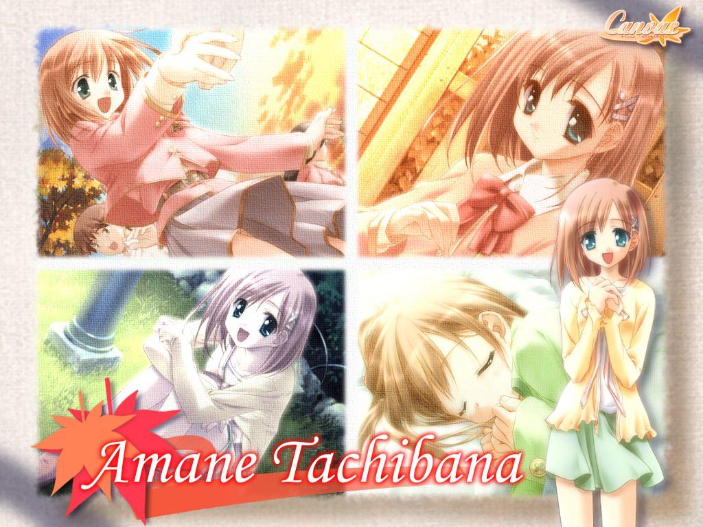 canvas, tachibana_amane