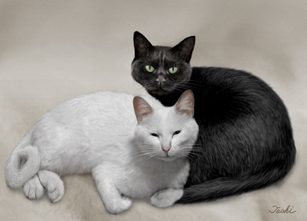 black_cat, cat, curled_up, hokkaido_(artist), looking_at_viewer, lying, no_humans, original
