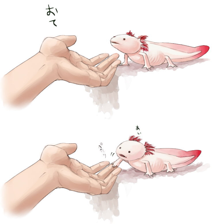 animal, axolotl, gills, hands, handshake, nakashima_(middle_earth), original, salamander