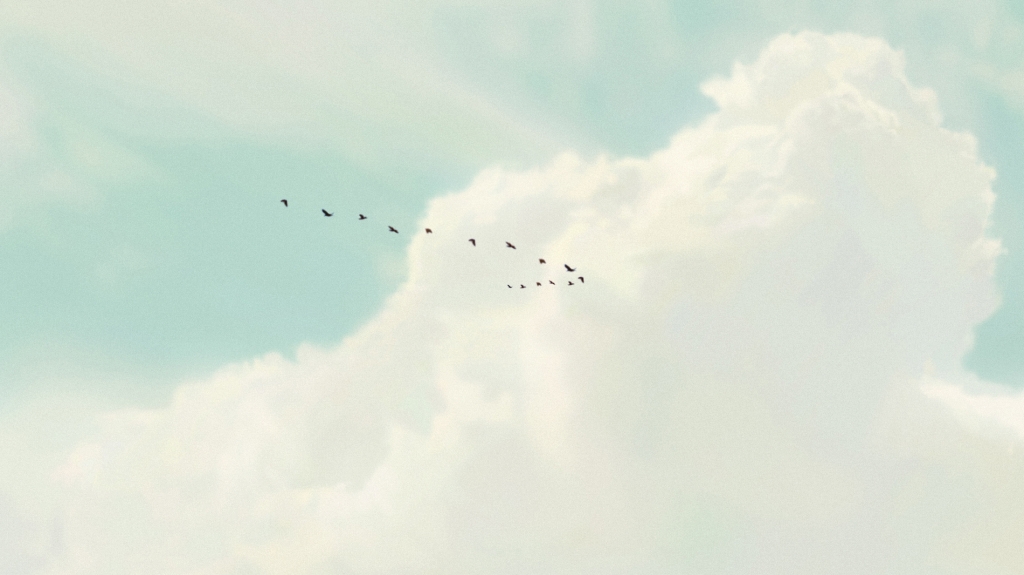 bird, clouds, no_humans, scenery, sky, yokoya