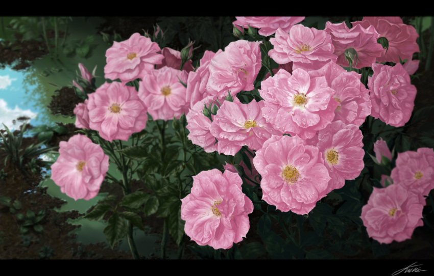 blurry, depth_of_field, dew_drop, flower, fujimori_(non_faciem), letterboxed, no_humans, original