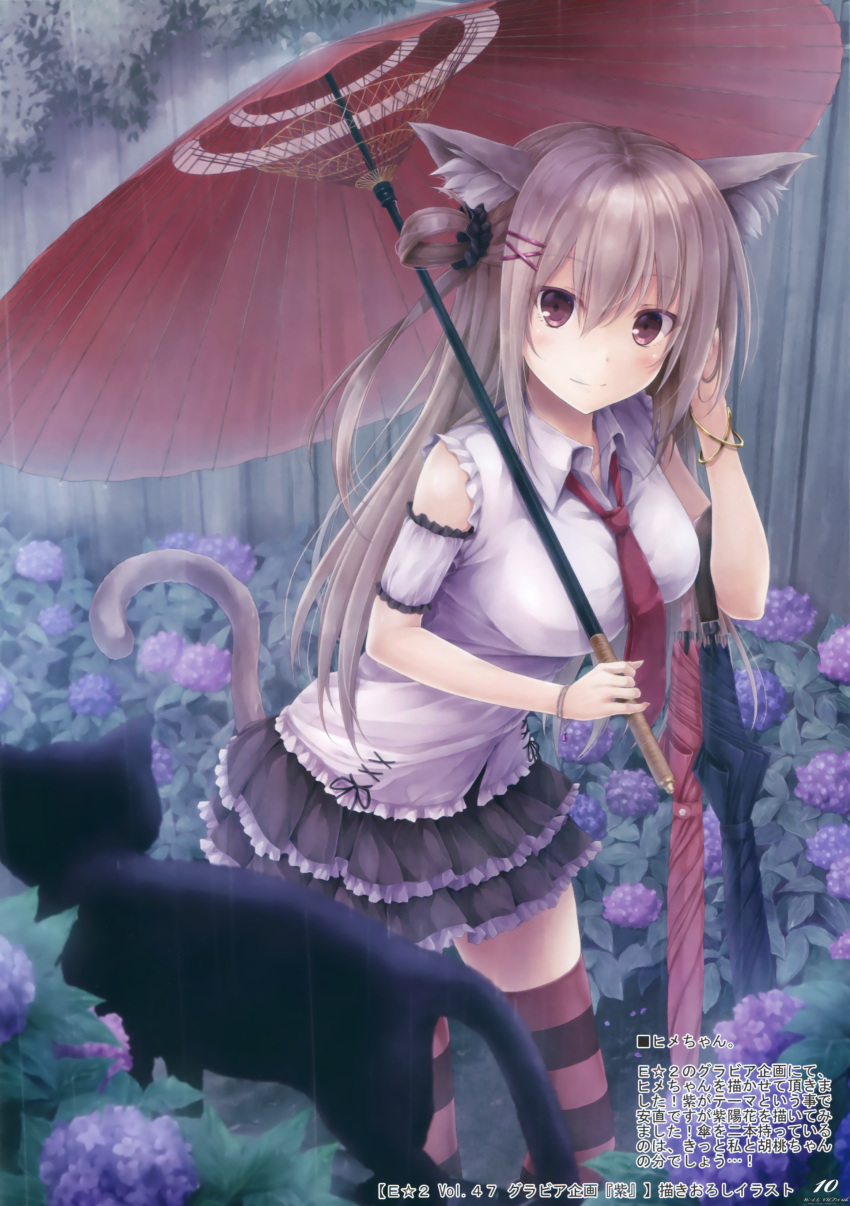 1girl, absurdres, adjusting_hair, animal, animal_ears, black_cat, black_skirt, bracelet, breasts, cat, cat_ears, cat_tail, closed_umbrella, comic_market, cross-laced_clothes, flower, frilled_shirt, frilled_skirt, frills, grey_hair, hair_ornament, hairclip, highres, hydrangea, jewelry, kiu_(larckiu), layered_skirt, leaning_forward, looking_at_viewer, miniskirt, multicolored_legwear, necktie, one_side_up, oriental_umbrella, outdoors, parasol, rain, red_necktie, scrunchie, skirt, smile, solo, striped, striped_legwear, tail, thigh-highs, umbrella, violet_eyes, zettai_ryouiki