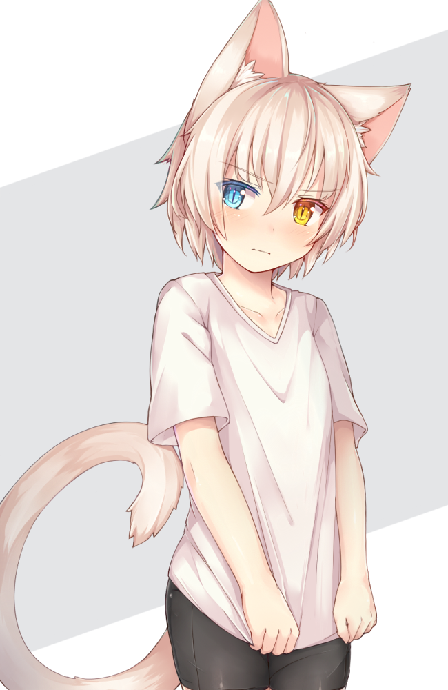1boy, animal_ears, bike_shorts, blue_eyes, blush, cat_ears, cat_tail, collarbone, cowboy_shot, eyebrows, eyebrows_visible_through_hair, hair_between_eyes, heterochromia, kida_kuro_mu, looking_at_viewer, original, otoko_no_ko, shiro_(kida_kuro_mu), shirt, shirt_tug, short_hair, short_sleeves, slit_pupils, solo, t-shirt, tail, two-tone_background, white_hair, white_shirt, yellow_eyes