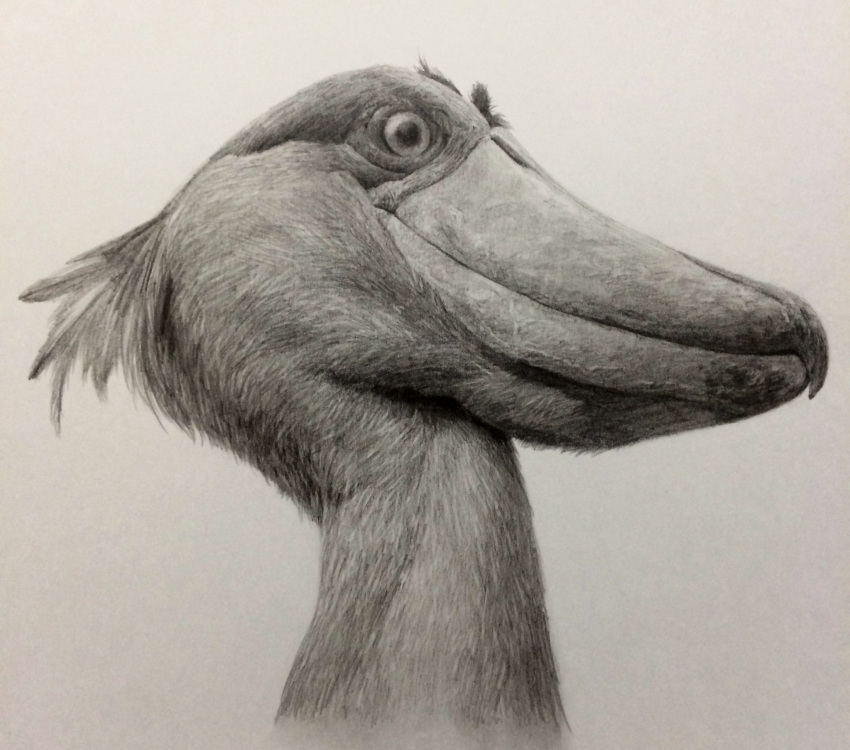 bird, chons-48, graphite_(medium), highres, monochrome, no_humans, original, shoebill