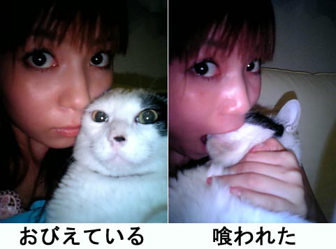 1girl, animal, cat, lowres, nakagawa_shoko, nakagawa_shouko, photo, real_life