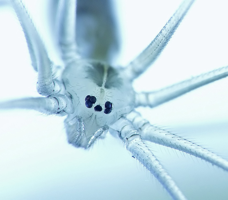 mushi, no_humans, photo, spider, tagme