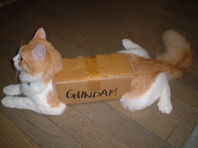 cardboard_box_gundam, cat, cosplay, furball, gundam, no_humans, photo, what